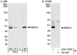 RBM13 Rabbit anti-Human, Polyclonal, Bethyl Laboratories 100 &mu;L; Unconjugated:Antibodies,