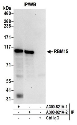 RBM15 Rabbit anti-Human, Polyclonal, Bethyl Laboratories 100 &mu;L; Unconjugated:Antibodies,