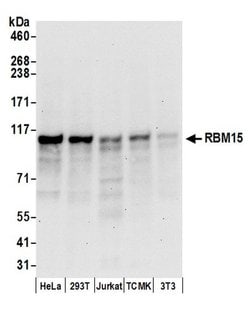 RBM15 Rabbit anti-Human, Polyclonal, Bethyl Laboratories 100 &mu;L; Unconjugated:Antibodies,