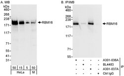 RBM16 Rabbit anti-Human, Mouse, Polyclonal, Bethyl Laboratories 100 &mu;L;