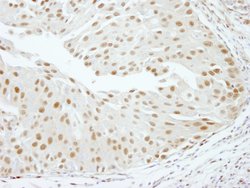 RBM16 Polyclonal Antibody, Bethyl Laboratories 10 &mu;L | Buy Online | Bethyl Laboratories, Inc | Fisher Scientific