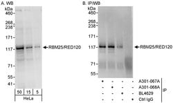 RBM25/RED120 Rabbit anti-Human, Polyclonal, Bethyl Laboratories 100 &mu;L;