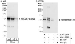 RBM25/RED120 Rabbit anti-Human, Mouse, Polyclonal, Bethyl Laboratories
