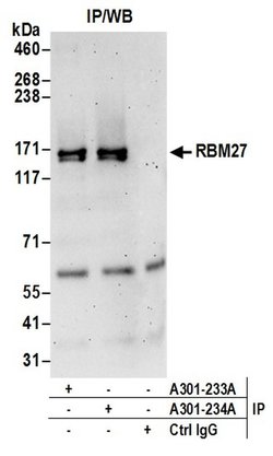 RBM27 Rabbit anti-Human, Mouse, Polyclonal, Bethyl Laboratories 100 &mu;L;