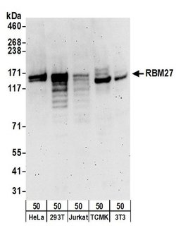 RBM27 Rabbit anti-Human, Mouse, Polyclonal, Bethyl Laboratories 100 &mu;L;