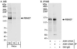 RBM27 Rabbit anti-Human, Polyclonal, Bethyl Laboratories 100 &mu;L; Unconjugated:Antibodies,