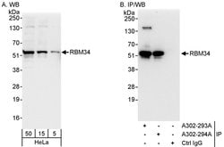RBM34 Rabbit anti-Human, Polyclonal, Bethyl Laboratories 100 &mu;L; Unconjugated:Antibodies,