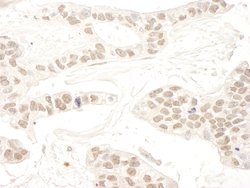 RBM34 Polyclonal Antibody, Bethyl Laboratories 100 &mu;L; Unconjugated:Antibodies,