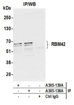 RBM42 Rabbit anti-Human, Mouse, Polyclonal, Bethyl Laboratories 100 &mu;L;