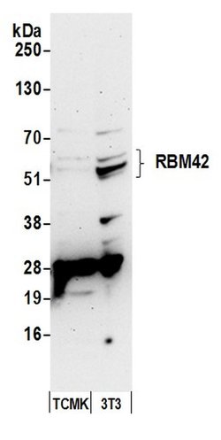 RBM42 Rabbit anti-Human, Mouse, Polyclonal, Bethyl Laboratories 100 &mu;L;