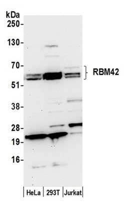 RBM42 Rabbit anti-Human, Mouse, Polyclonal, Bethyl Laboratories 100 &mu;L;
