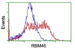 RBM46 Mouse anti-Human, Clone: OTI2A5, lyophilized, TrueMAB 100 &mu;g;