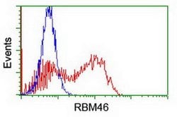 RBM46 Monoclonal Antibody (OTI1D6), TrueMAB , OriGene 100 &mu;L; Unconjugated:Antibodies,