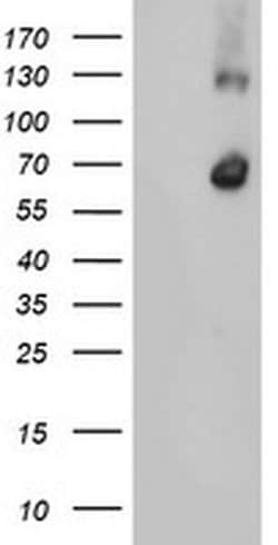 RBM46 Monoclonal Antibody (OTI1E7), TrueMAB , OriGene 30 &mu;L; Unconjugated:Antibodies,