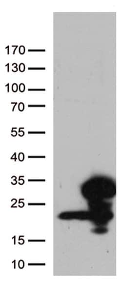 RBM8A Monoclonal Antibody (OTI10B5), TrueMAB , OriGene 100 &mu;L | Buy Online | Origene Technologies | Fisher Scientific