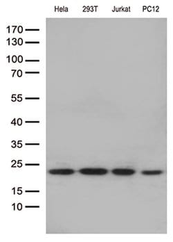 RBM8A Monoclonal Antibody (OTI10B5), TrueMAB , OriGene 100 &mu;L | Buy Online | Origene Technologies | Fisher Scientific