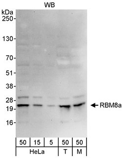 RBM8a Rabbit anti-Human, Mouse, Polyclonal, Bethyl Laboratories 100 &mu;L;