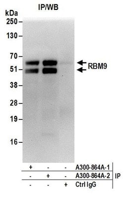 RBM9 Rabbit anti-Human, Mouse, Rat, Polyclonal, Bethyl Laboratories 100