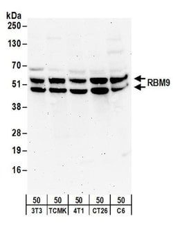 RBM9 Rabbit anti-Human, Mouse, Rat, Polyclonal, Bethyl Laboratories 100