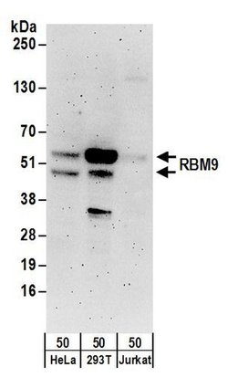 RBM9 Rabbit anti-Human, Mouse, Rat, Polyclonal, Bethyl Laboratories 100