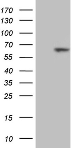 RBPJ Mouse anti-Human, Clone: OTI4B11, lyophilized, TrueMAB 100 &mu;g;