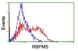RBPMS Monoclonal Antibody (OTI4A11), TrueMAB , OriGene 100 &mu;L; Unconjugated:Antibodies,