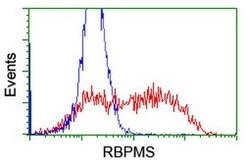 RBPMS Mouse anti-Canine, Human, Clone: OTI4H6, lyophilized, TrueMAB 100