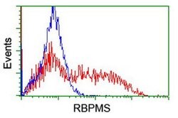 RBPMS Monoclonal Antibody (OTI1C11), TrueMAB , OriGene 100 &mu;L; Unconjugated:Antibodies,