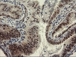 RBPMS Mouse anti-Human, Clone: OTI2G10, lyophilized, TrueMAB 100 &mu;g;