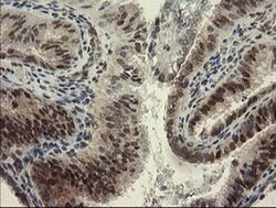 RBPMS Monoclonal Antibody (OTI2G10), TrueMAB , OriGene 100 &mu;L; Unconjugated:Antibodies,