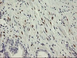 RBPMS Mouse anti-Human, Clone: OTI2G10, lyophilized, TrueMAB 100 &mu;g;