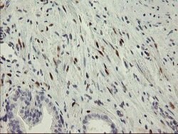 RBPMS Monoclonal Antibody (OTI2G10), TrueMAB , OriGene 100 &mu;L; Unconjugated:Antibodies,
