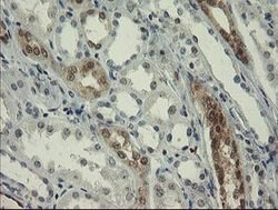 RBPMS Mouse anti-Human, Clone: OTI2G10, lyophilized, TrueMAB 100 &mu;g;
