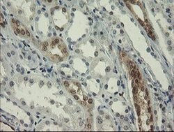 RBPMS Monoclonal Antibody (OTI2G10), TrueMAB , OriGene 100 &mu;L; Unconjugated:Antibodies,