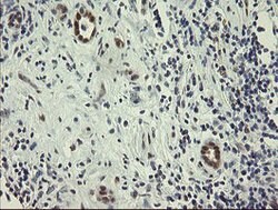 RBPMS Mouse anti-Human, Clone: OTI2G10, lyophilized, TrueMAB 100 &mu;g;