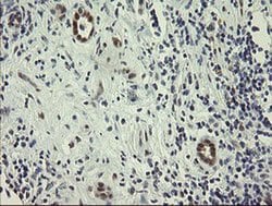 RBPMS Monoclonal Antibody (OTI2G10), TrueMAB , OriGene 100 &mu;L; Unconjugated:Antibodies,