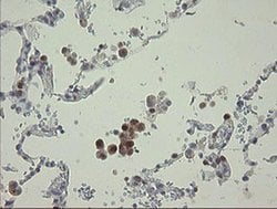 RBPMS Monoclonal Antibody (OTI2G10), TrueMAB , OriGene 100 &mu;L; Unconjugated:Antibodies,
