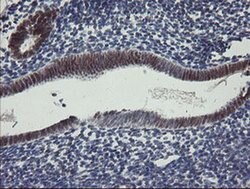 RBPMS Monoclonal Antibody (OTI3D10), TrueMAB , OriGene 100 &mu;L; Unconjugated:Antibodies,