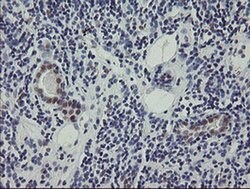 RBPMS Monoclonal Antibody (OTI3D10), TrueMAB , OriGene 100 &mu;L; Unconjugated:Antibodies,