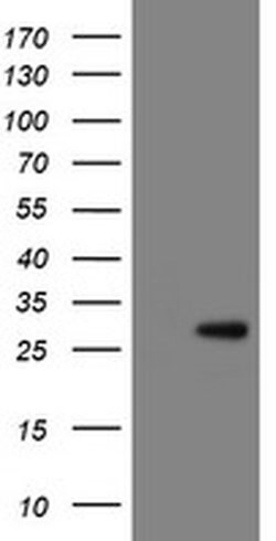 RBPMS Monoclonal Antibody (OTI2C3), TrueMAB , OriGene 30 &mu;L; Unconjugated:Antibodies,