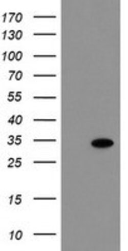 RBPMS Mouse anti-Human, Clone: OTI4F2, lyophilized, TrueMAB 100 &mu;g;