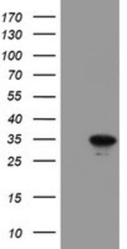 RBPMS Mouse anti-Canine, Human, Clone: OTI4H6, lyophilized, TrueMAB 100