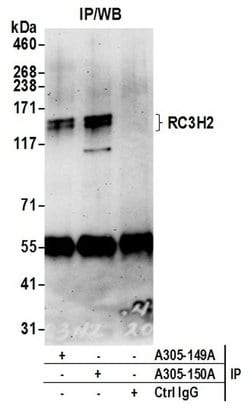 RC3H2/MNAB Rabbit anti-Human, Polyclonal, Bethyl Laboratories 100 &mu;L;