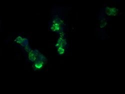 RCAN3 Mouse anti-Human, Clone: OTI1B2, lyophilized, TrueMAB 100 &mu;g;