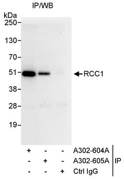 RCC1 Rabbit anti-Human, Polyclonal, Bethyl Laboratories 100 &mu;l; Unlabeled:Antibodies,