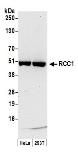 RCC1 Polyclonal Antibody, Bethyl Laboratories:Antibodies:Primary Antibodies