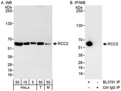 RCC2 Rabbit anti-Human, Mouse, Polyclonal, Bethyl Laboratories 100 &mu;L;