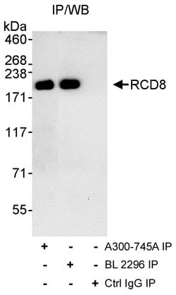 RCD8 Rabbit anti-Human, Polyclonal, Bethyl Laboratories 100 &mu;L; Unconjugated:Antibodies,