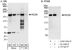 RCD8 Rabbit anti-Human, Mouse, Polyclonal, Bethyl Laboratories 100 &mu;L;