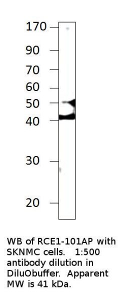 RCE1 Rabbit anti-Human, Polyclonal, FabGennix 200 &mu;L; Unconjugated:Antibodies,